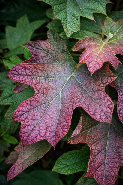 Hydrangea quercifolia Аліса опис